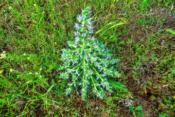Obraz premium Bugloss, echium (Echium biebersteinii). Dry steppe with intensive grazing of cattle and sheep, but this plant is not eaten because it is highly poisonous. Kerch Peninsula, Crimea. Folk medicine plant