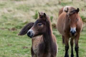 Obraz premium Close up of a young Exmoor pony in the wild