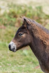Fototapeta premium Head shot of a young Exmoor pony in the wild