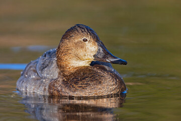 A female Common pochard (Aythya ferina) swimming in a lake.