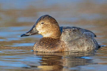 A female Common pochard (Aythya ferina) swimming in a lake.