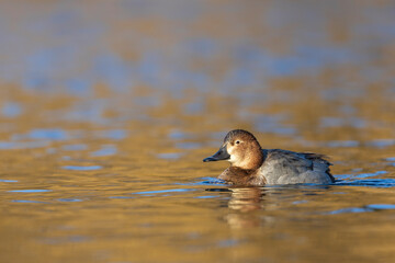 A female Common pochard (Aythya ferina) swimming in a lake.