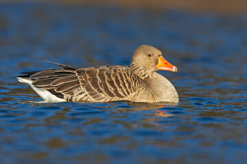 An adult greylag goose (Anser anser) swimming.