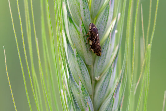 Meadow froghopper or meadow spittlebug, Philaenus spumarius. An adult specimen on a cereal spike.