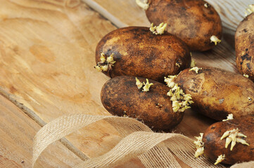 potato tubers with sprouted sprouts on a wooden