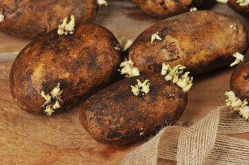 potato tubers with sprouted sprouts on a wooden
