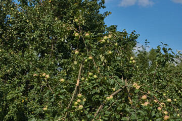 Fototapeta premium A detailed image of mature apples surrounded by dense green leaves. Ripe apples on a branch in a sunny orchard. Atmospheric natural photography suitable for gardening and seasonal harvest projects.