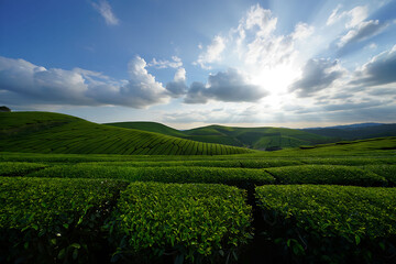 Tea plantation on rolling hills under blue sky with clouds