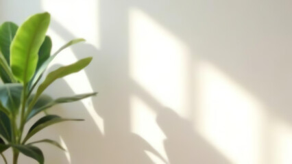 Clear background with natural shadow overlays.