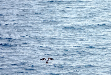Fototapeta premium Tropical seas. Views of the Bali Sea from the ship in winter,summer in the southern hemisphere. Indonesia. Brown booby (Sula leucogaster) flies fishing