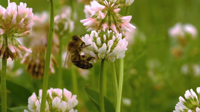 Close up macro of a honey bee is collecting nectar from a clover flower on a sunny spring day