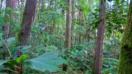 Tropical rainforest on volcanic islands during monsoon season. High-stemmed trees (evergreen storeyed high virgin forest, emergent layers. Spice islands. Indonesia