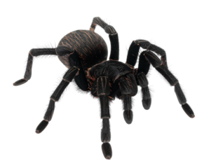 Untitled design - Firefly_Detailed close-up image of a black spider against a clean white backdrop for dramatic (3)