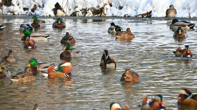 Vibrant ducks swimming in winter pond with snowy background. The mandarin duck