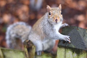 Obraz premium Squirrel in Holland Park, London UK. 8th January 2026