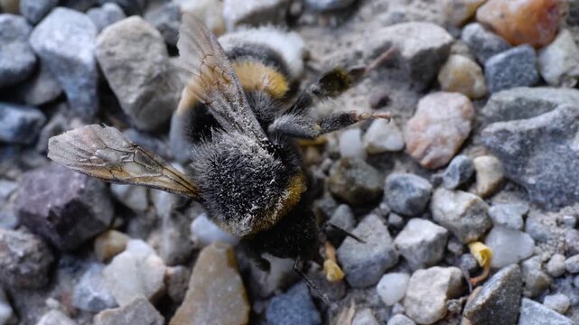 Macro close up of bumble bee on its back, trying to flip over, moving slowly on the gravel and ground