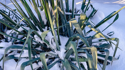 Green yucca leaves covered with fresh white snow under bright warm sunlight in a winter garden