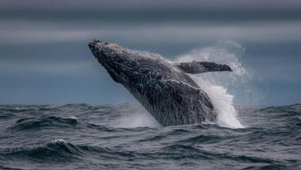 Whale breaching from the ocean, spray flying as its tail lifts above the water. Concept Majestic whale breach with tail lifting above ocean spray, Dramatic cetacean leap with water mist in sunlight