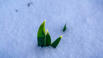 Small green plant sprout breaking through deep white snow under soft sunlight in early spring garden