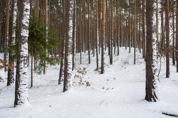 Przysypany śniegiem las sosnowy