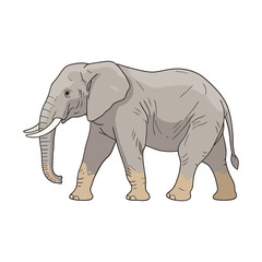 Obraz premium Elephant Isolated Vector on White Background