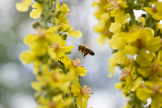 Honey bee hovering near yellow mullein flowers in bloom - Powered by Adobe
