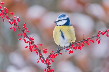 Winter scene with a cute blue tit. Cyanistes caeruleus. A blue tit sits on a branch with nice red berries. 