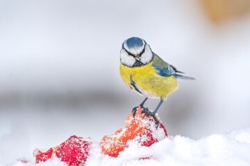 Winter scene with a cute blue tit. Cyanistes caeruleus A blue tit sits on an apple and eats.  © Monikasurzin