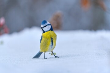 Winter scene with a cute blue tit. Cyanistes caeruleus. A colorful titmouse sits in the snow. 