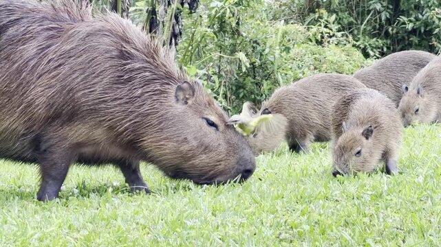 Capivara's eating grass, in the Park Tingui. Curitiba PR Brazil.	