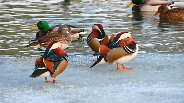 Vibrant ducks on icy pond: wildlife interaction and natural beauty in motion. The mandarin duck