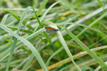 Small Heath (Coenonympha pamphilus) butterfly sitting on a grass blade in Zurich, Switzerland