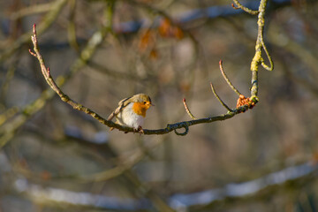 European robin resting on branch in natural habitat