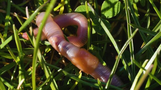 close up earthworm crawling on a meadow ona sunny summer day