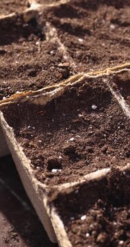 Biodegradable peat pots filled with fertile potting soil
