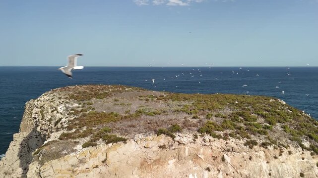 Seagulls flying near Ilheu dos Passaros in Sao Vicente Portugal during the day