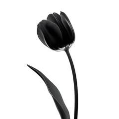 black tulip isolated on white