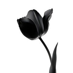 black and white tulip