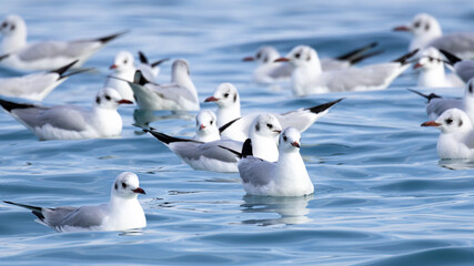 Black-headed Gulls (Chroicocephalus ridibundus) Floating on the Sea