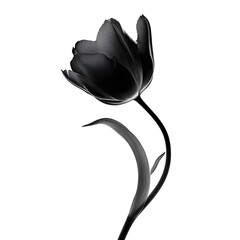 black and white tulip