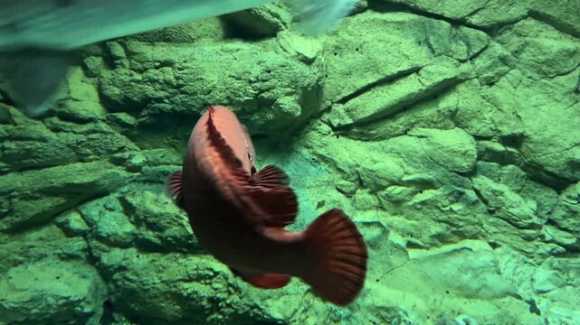 Red Grouper fish swimming slowly against a green rock background in an aquarium. Large tropical marine predator with reddish-brown scales underwater