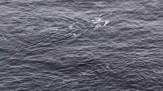 Aerial view of common dolphins feeding above huge dragnet in Donegal bay, Ireland