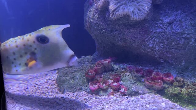 Cute yellow boxfish swimming near a rock in a marine aquarium. Spotted bright tropical fish with a unique cubic shape and pouty mouth underwater
