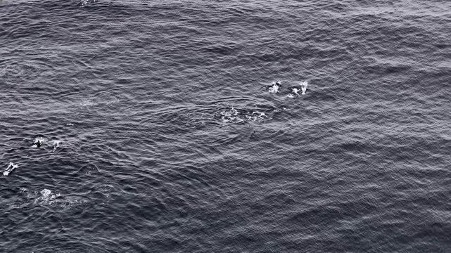 Aerial view of common dolphins feeding above huge dragnet in Donegal bay, Ireland