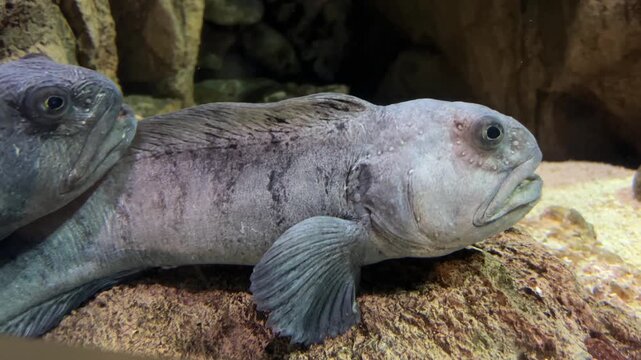 Close-up of two Atlantic wolffish resting on rocks in an aquarium tank. Grey marine predators with textured skin and a scary appearance underwater
