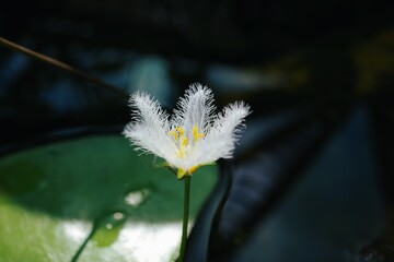 Waterlily