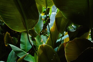 Tropical plant leaves