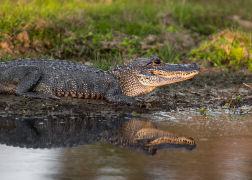 Sun Seeking Alligator in Pond
