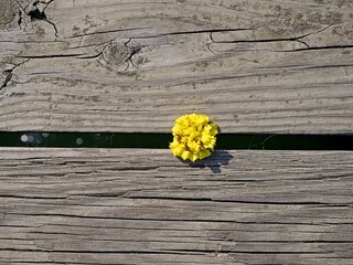 Yellow flower peeking  through wood decking