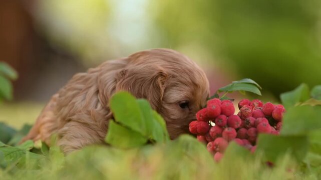 A small, light brown Cavapoo puppy sniffs and explores the garden among green leaves. Clusters of red berries grow nearby on a bright, sunny day